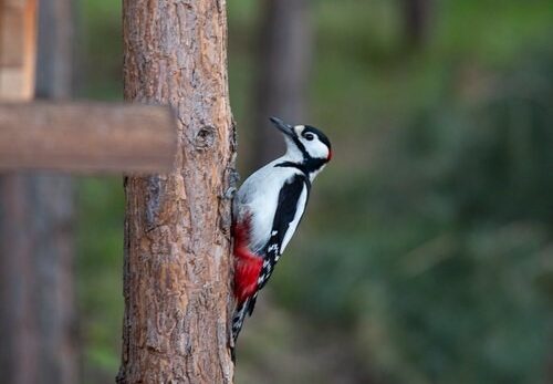 How Expensive is Repairing Woodpecker Holes in Calgary